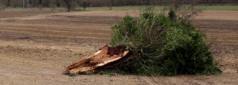 serious lump of tree
