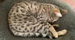 Missing tabby from Mutton Lane, Brandseton