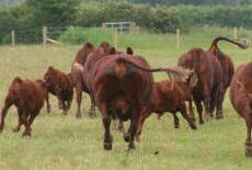 Red Poll cattle hoping that it's feeding time