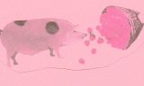 Feeding Strawberries to Pigs