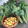 Plant and Produce Fair