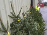 Christmas trees at Walnes Seeds