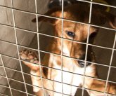 Looking for a home