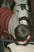 Muffin the donkey in the stables
