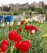 Framlingham allotments ~ pic by John Byer