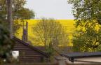 oil seed rape