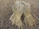 Corn stooks in Brick Lane Framlingham