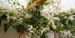 Flowering clematis armandii in Framlingham
