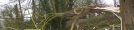Storm Doris tree damage