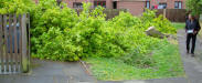 Collapsed oak tree in Framlingham