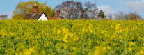 Oil seed rape around Framlingham