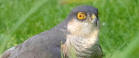 Sparrowhawk in Stately Terrace Framlingham
