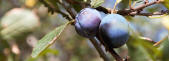 Bullace tree in Framlingham