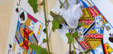 Alice's Wonderland at Fram Library