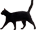 A Black Cat