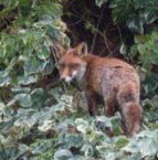 Hackney fox