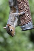 Squirrels in a large town near Chelmsford