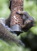 Squirrels in a large town near Chelmsford