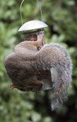 Squirrels in a large town near Chelmsford