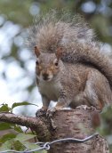Squirrels in a large town near Chelmsford