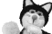 Jess the black and white cat