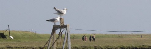 Orford yesterday