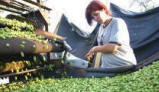 Hop harvest Sibton 2006