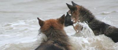 Two Alsations deciding whether they really need that stick