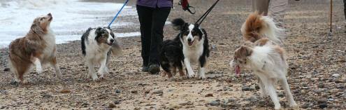 Dogs on Sizewell beach Christmas day 2006