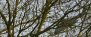 Helicopter taking off near Leiston - pic by Trev