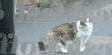 Doophus the cat