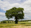A tree much offended by Ms Flute's comments