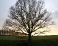 A tree possibly in Liechtenstein
