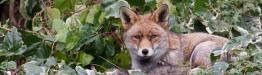 Fox in that there London