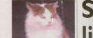 Doophus the town cat