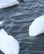 Swans doing what they should be doing