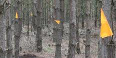 Orange arrows