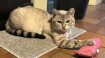 Lilly missing from Wickham Market